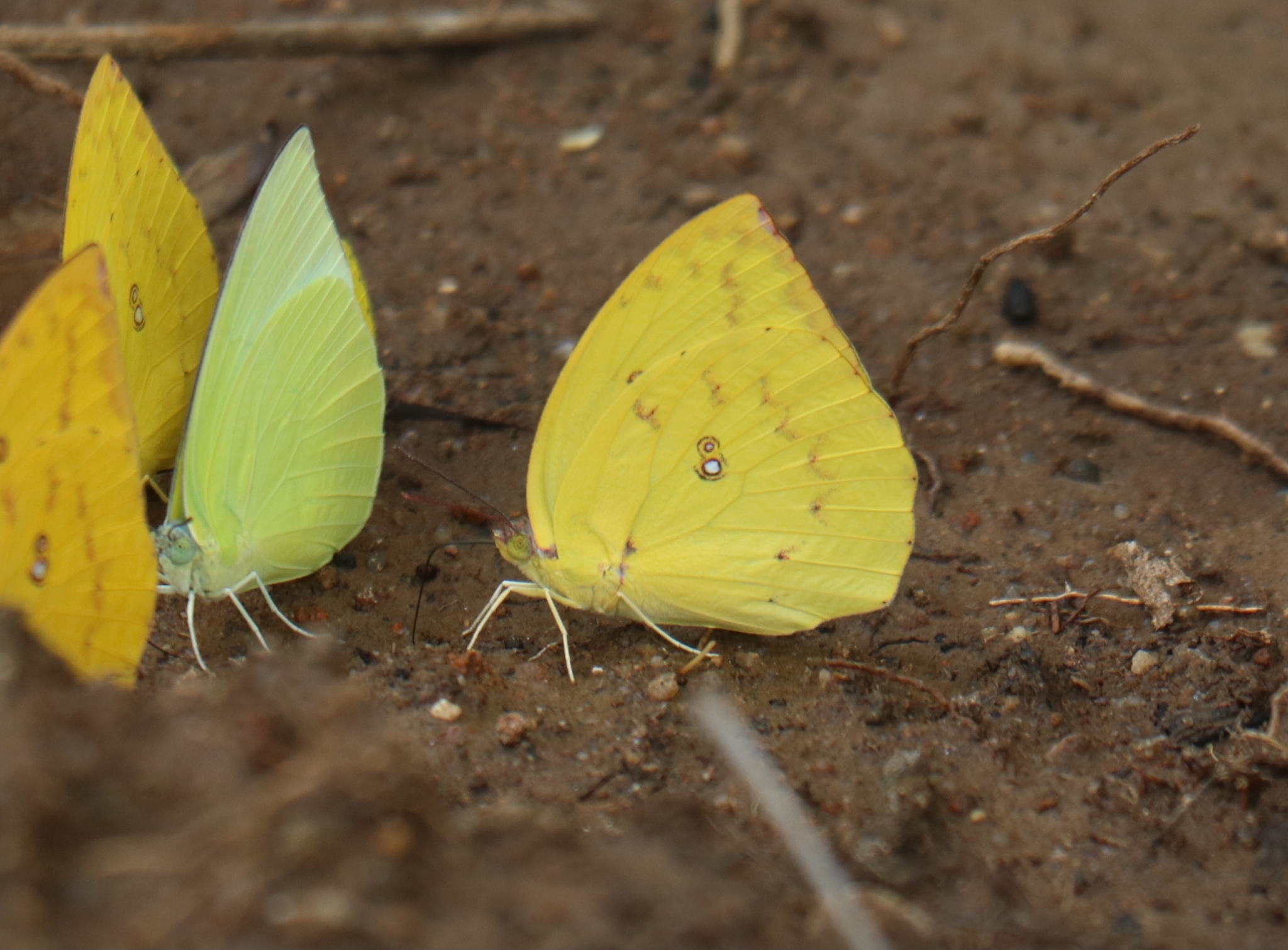 Lemon Emigrant