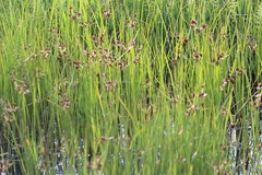 Cyperus mundii