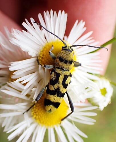 Grape Wood Borer, Nadzaladevi District, Tbilisi, Georgia, photo 10 of 10