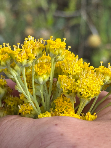 Yellow Plainsman (Hymenopappus flavescens)