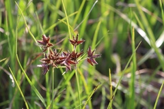 Cyperus mundii