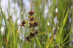 Cyperus mundii