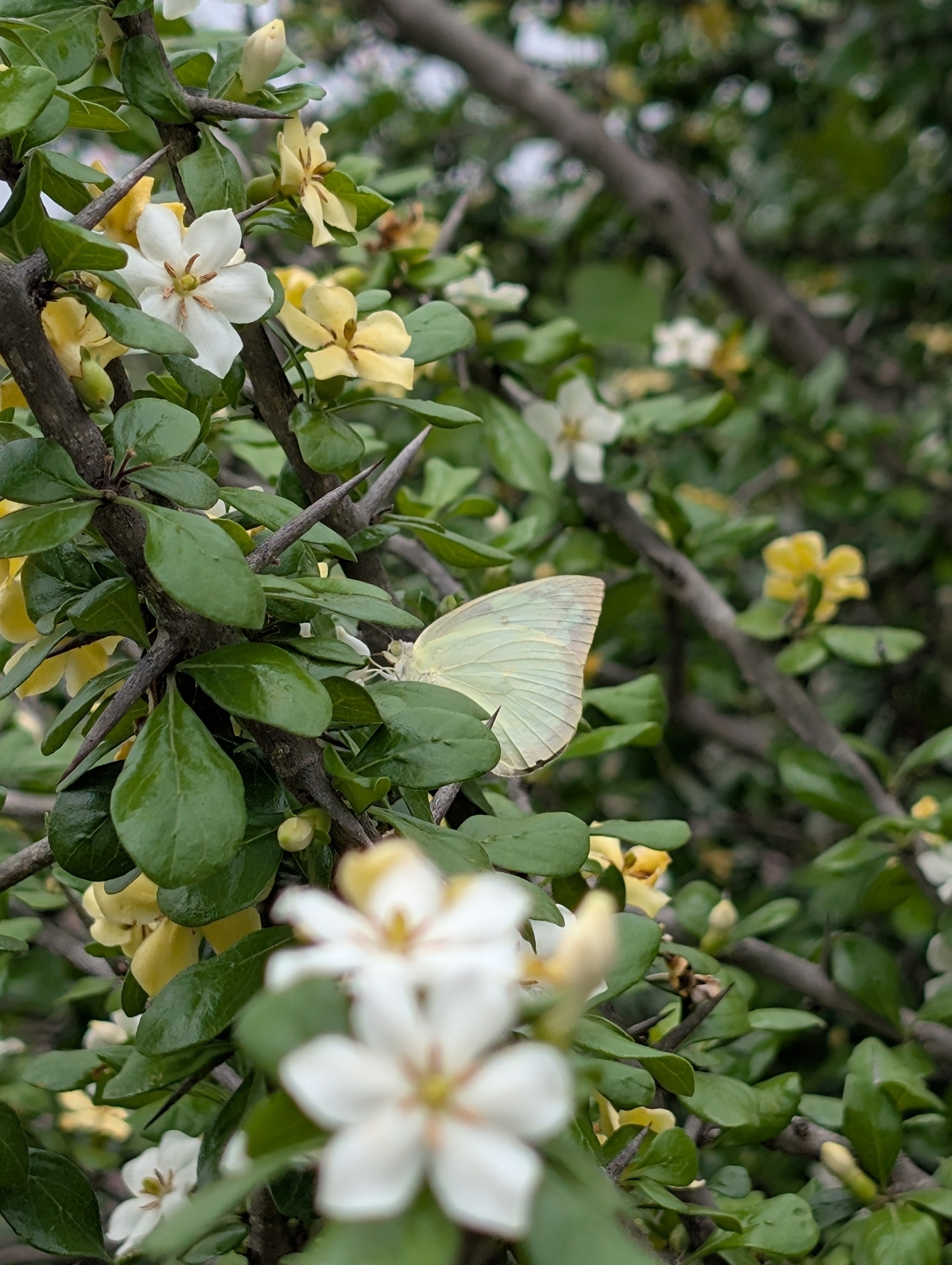 Lemon Emigrant