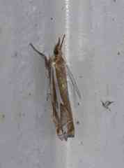 Crambus bidens
