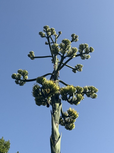 Giant Century Plant