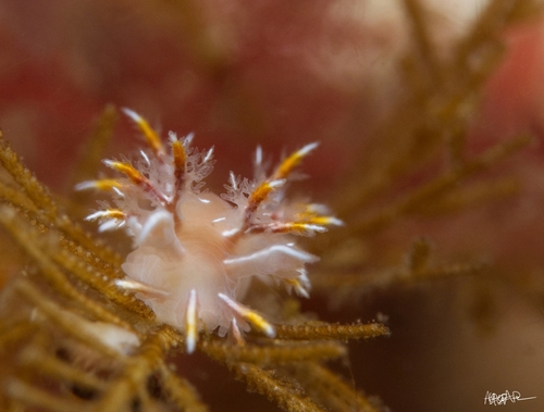 Dendronotus robilliardi
