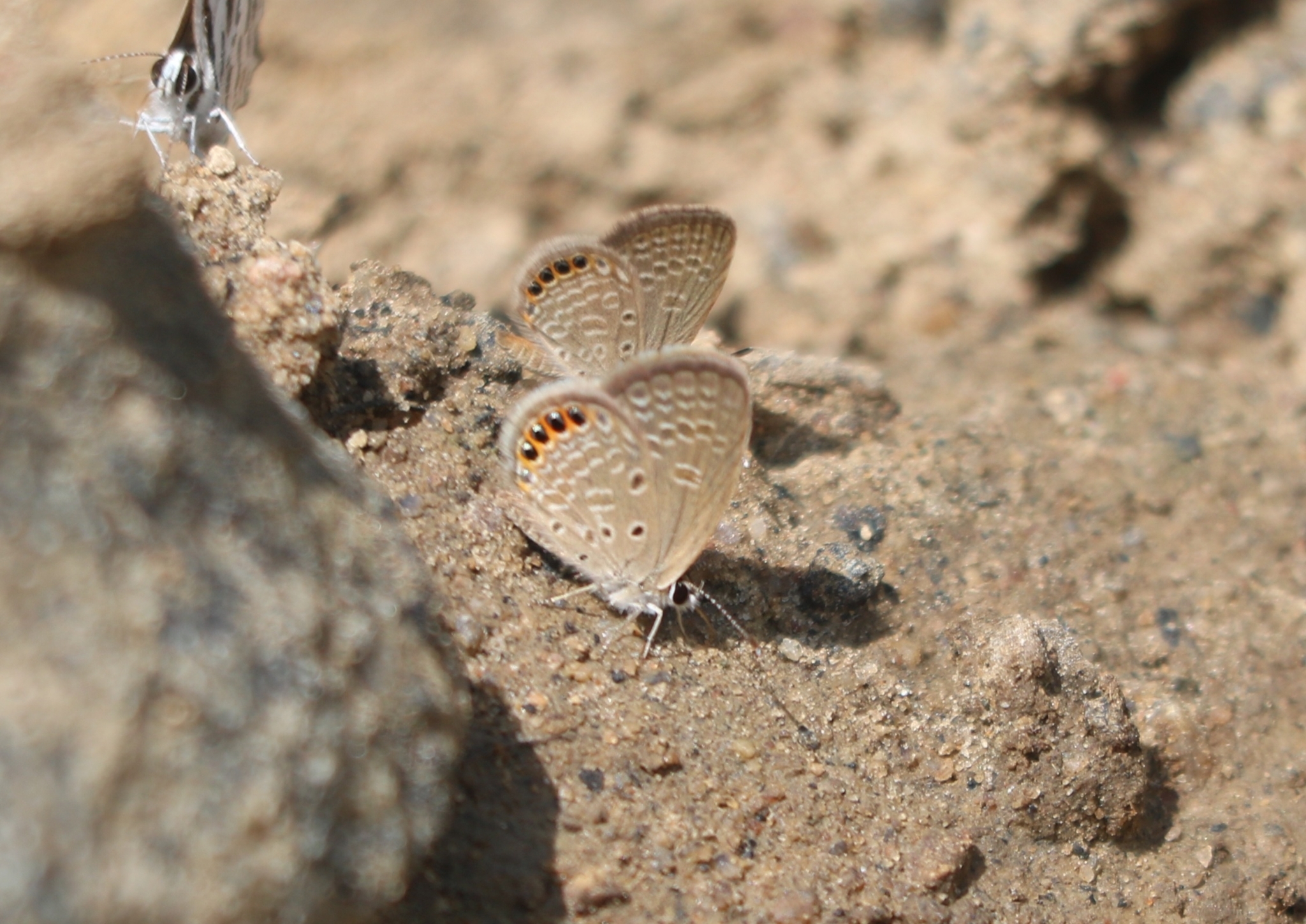 Black-Spotted Grass Jewel