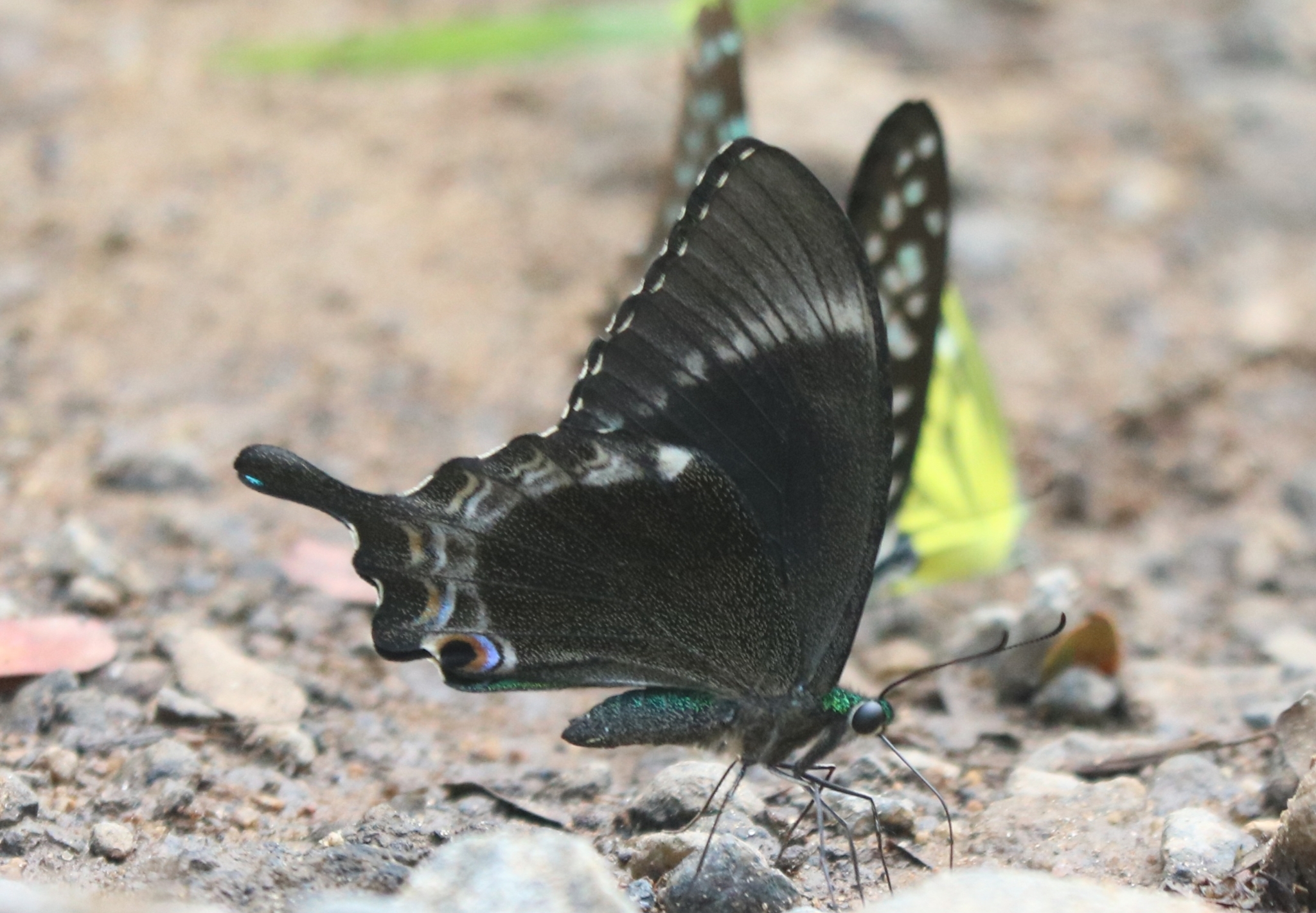 Common Banded Peacock