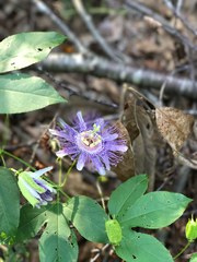 Passiflora incarnata