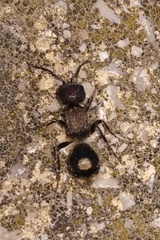 Sigilla dorsata