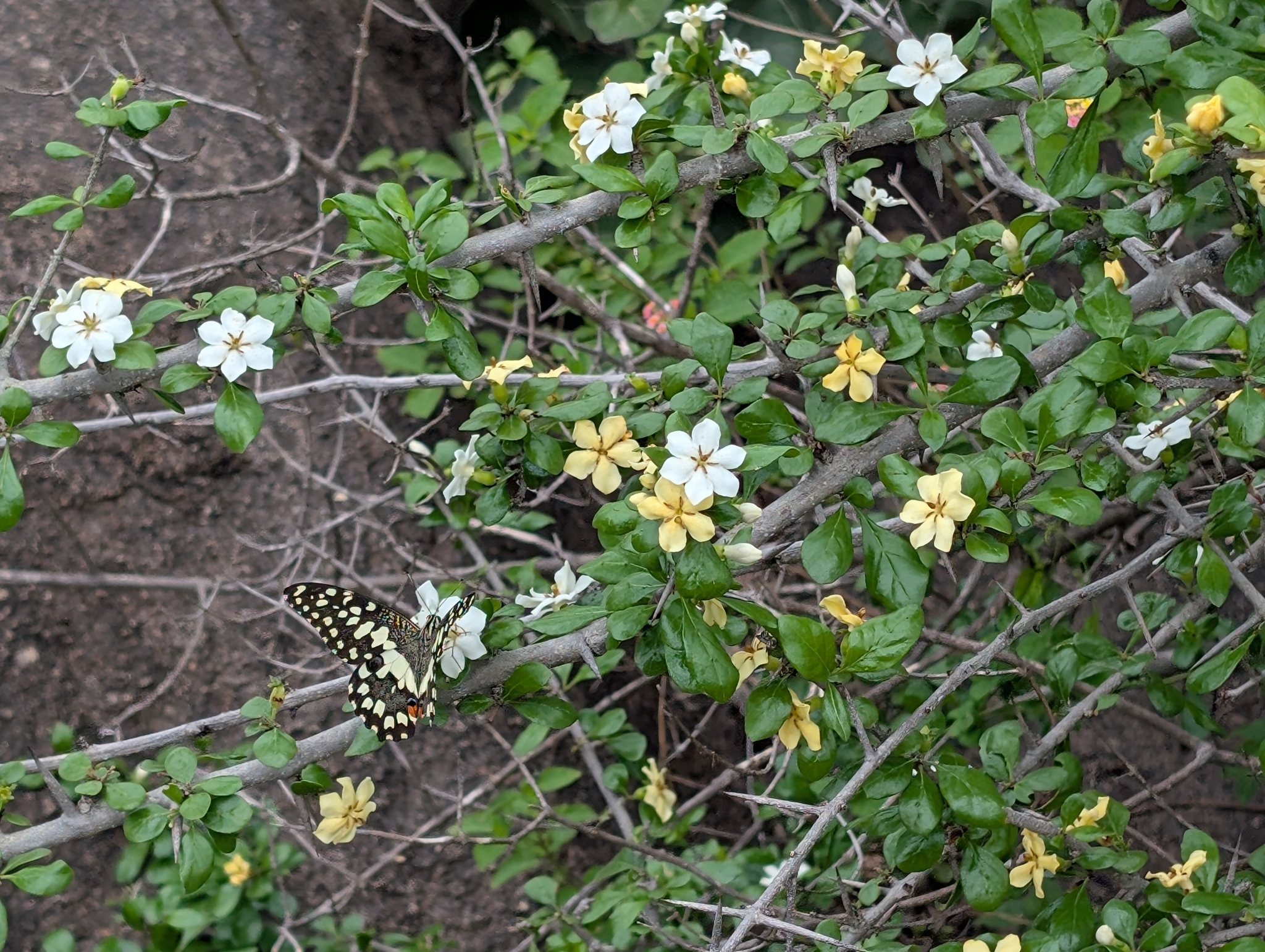 Lime Swallowtail