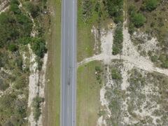 Ursus americanus eremicus