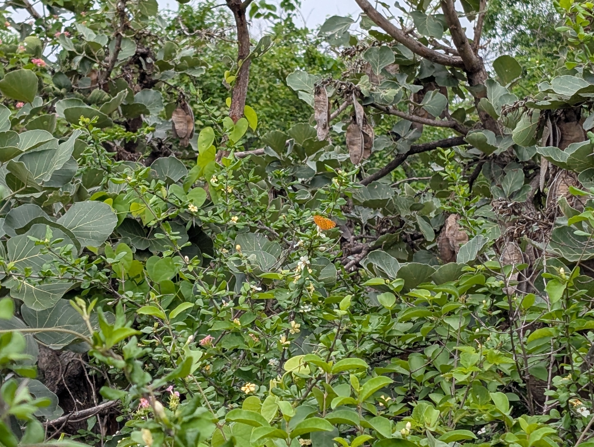 Common Leopard