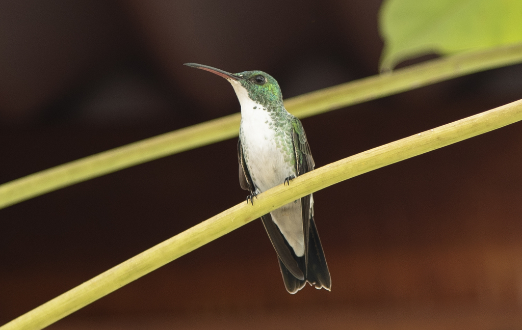 Plain-bellied Emerald photo