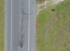 Ursus americanus eremicus