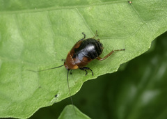 Hemithyrsocera palliata