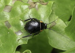 Hemithyrsocera palliata