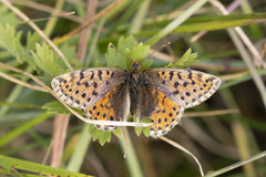 Boloria caucasica