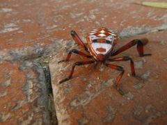Pachylis neocalifornicus