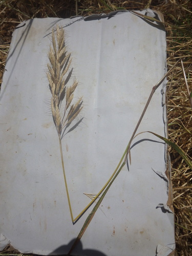 Large-headed Brome (Bromus lanceolatus)