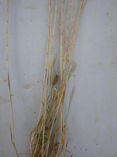 French Oat-grass (Gaudinia fragilis)