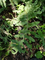 Phlebodium pseudoaureum