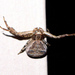 Elegant Crab Spider - Photo (c) Susan Elliott, some rights reserved (CC BY-NC), uploaded by Susan Elliott