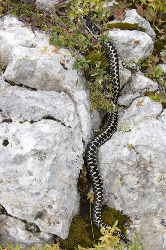 Dinnik's Viper, Vipera dinniki