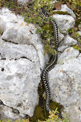 Vipera dinniki