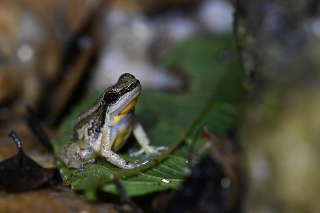 Fingered Poison Frogs