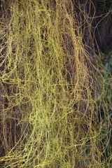 Cassytha paniculata
