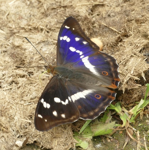 Purple emperor