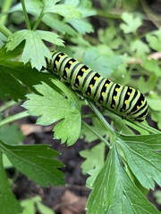 Papilio polyxenes
