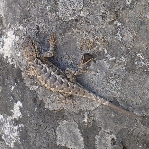 iNaturalist observation photo of Western Fence Lizard