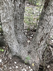 Quercus sinuata breviloba