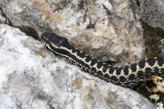 Vipera dinniki