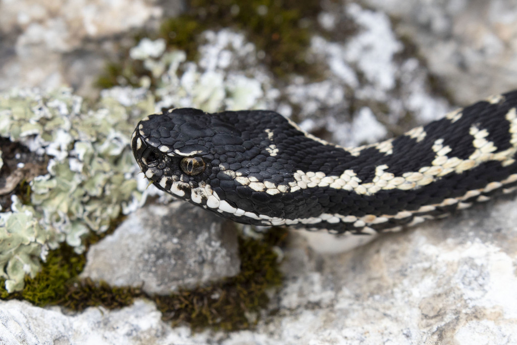 Caucasus Subalpine Viper