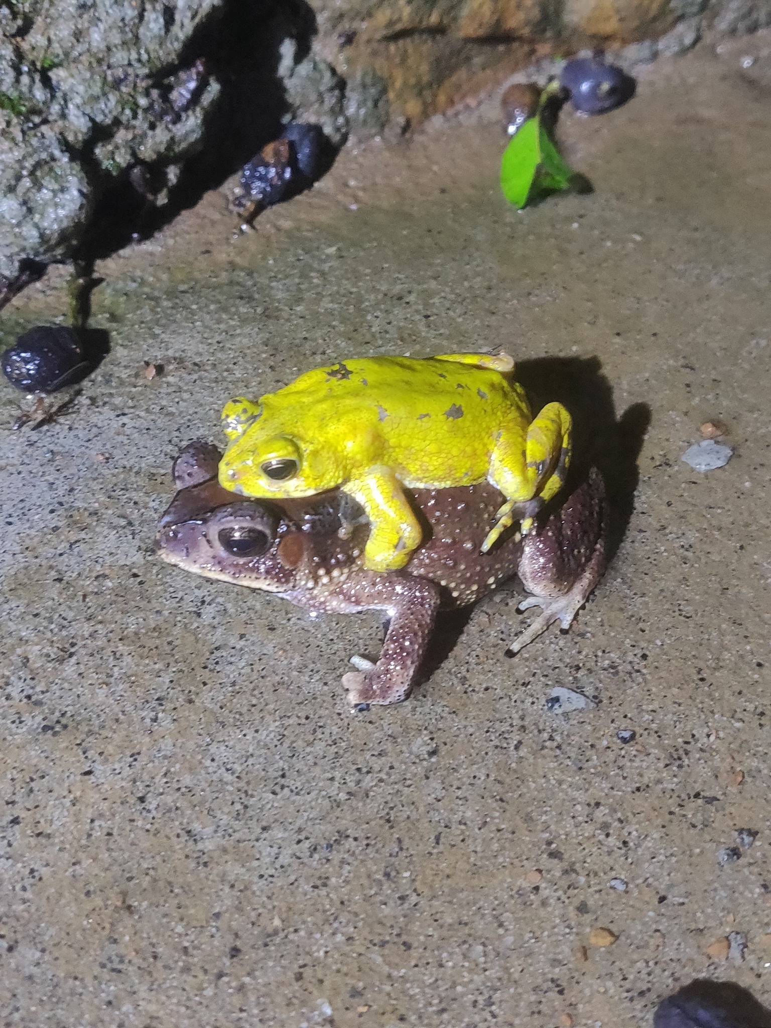 Indian Common True Toad