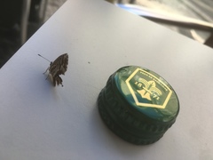 Cacyreus marshalli