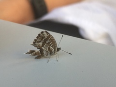 Cacyreus marshalli