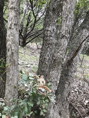 Quercus sinuata breviloba