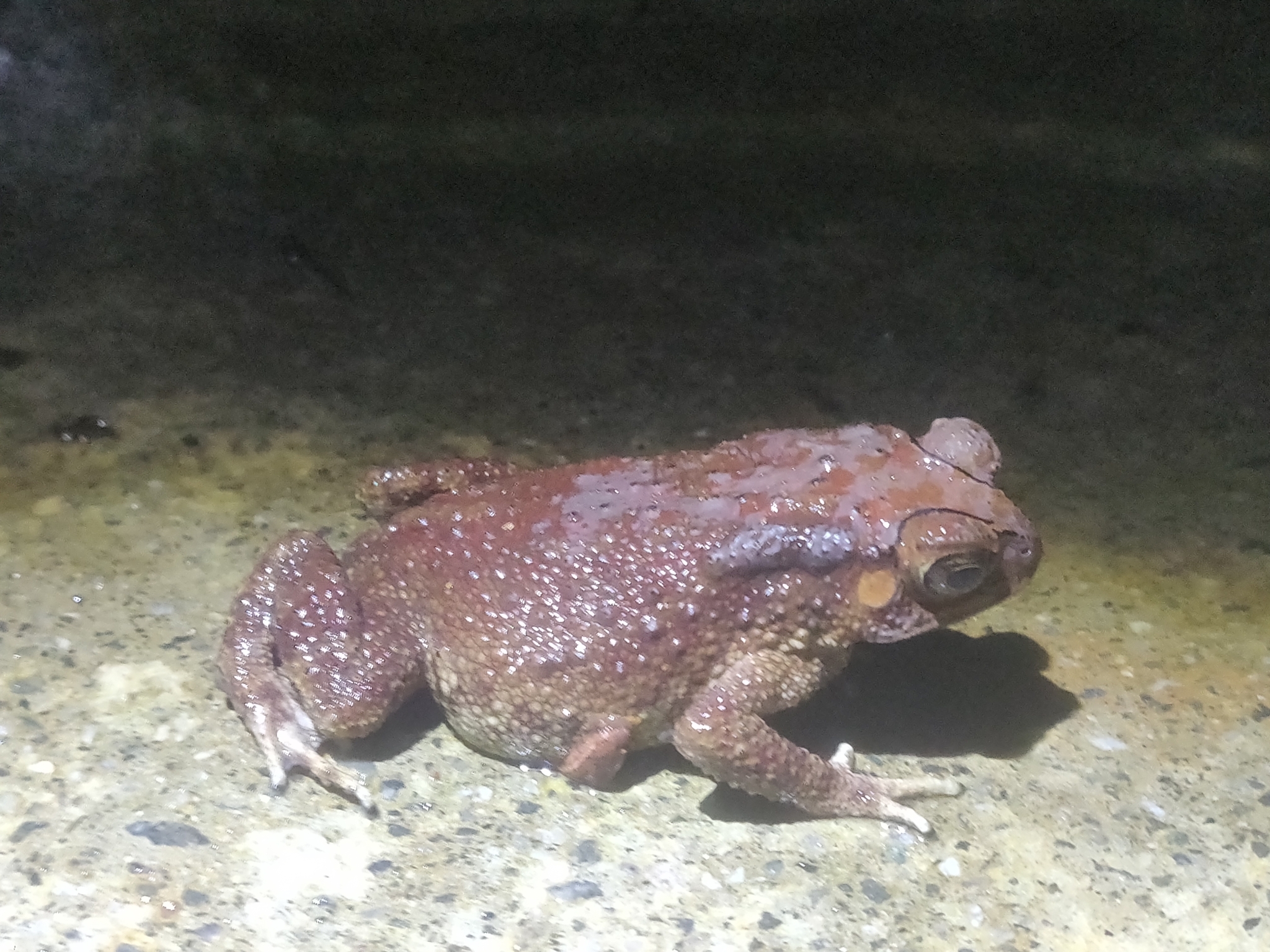 Indian Common True Toad