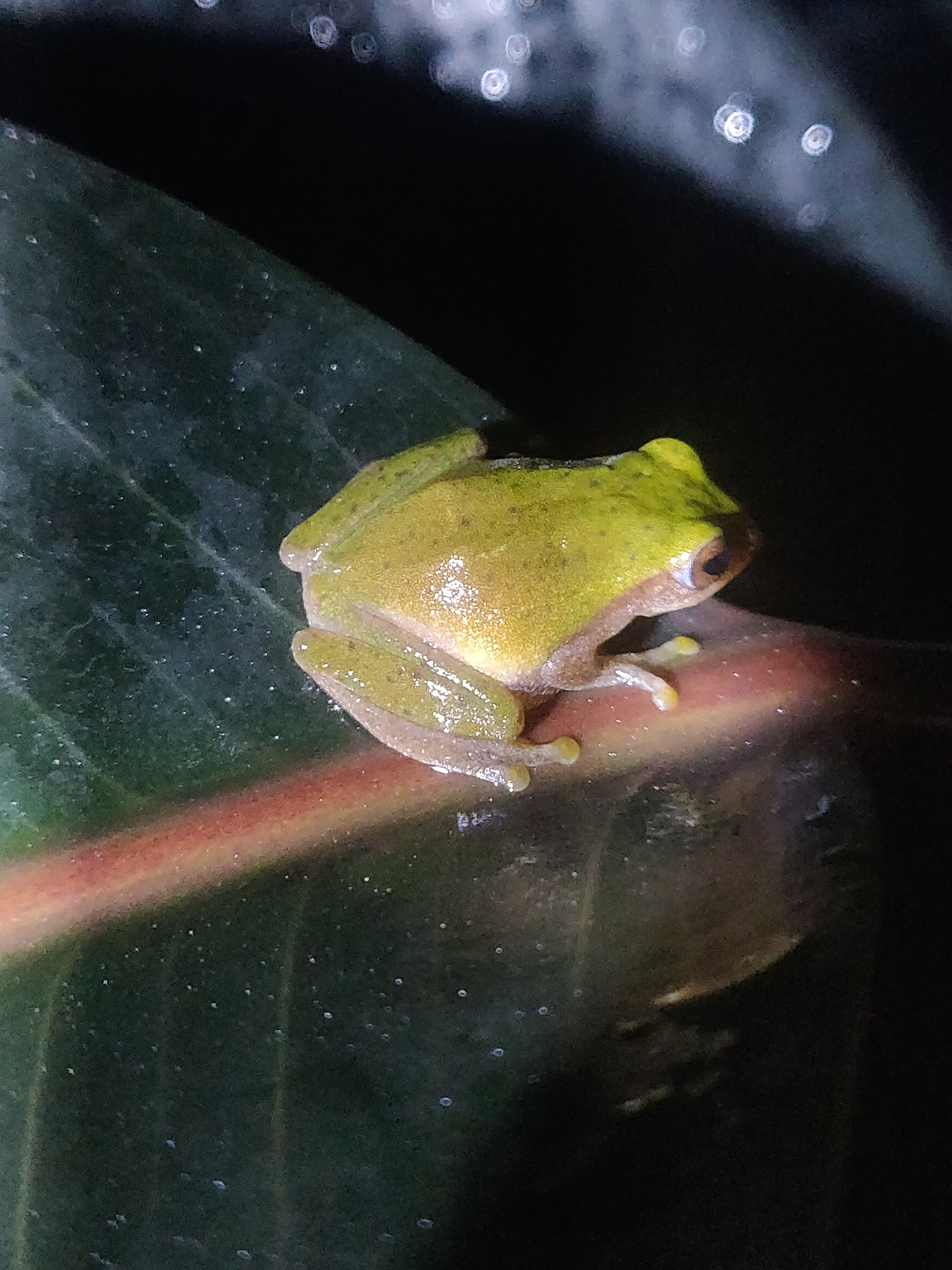 Variable Coloured Bush Frog