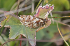 Boloria caucasica