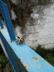 Sephina vinula