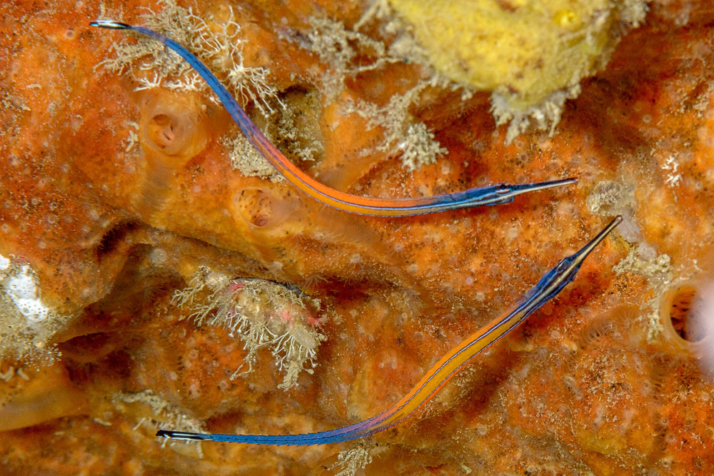 Cleaner pipefish (Doryrhamphus janssi) — Syngnathidae