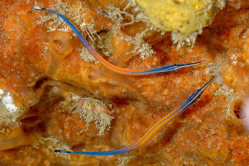 Janss' poetszeenaald (Doryrhamphus janssi) — Syngnathidae