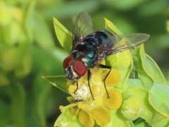 Chrysomya chloropyga