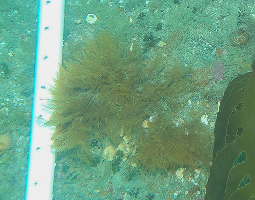 Representative image of Lafoeidae