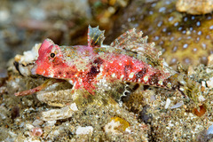 Morrison's Dragonet photo 2
